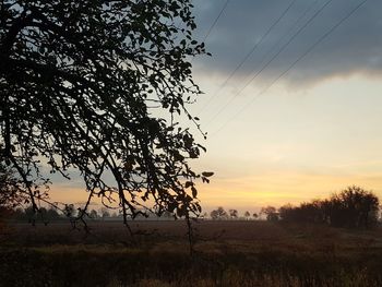Silhouette tree on field against sky at sunset