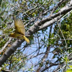 Low angle view of bird perching on tree