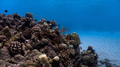 Corals amd sand at verde islands