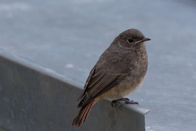 Close-up of bird perching on wall