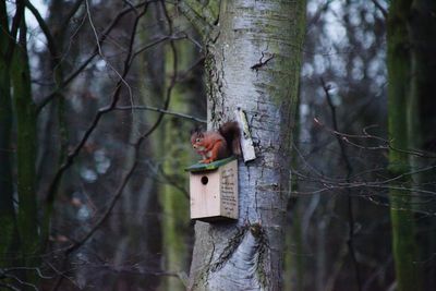 View of an animal on tree trunk in forest