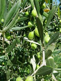 Close-up of plant growing outdoors