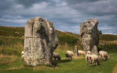 Sheep grazing in a field