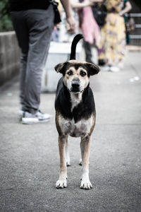 Portrait of dog standing on street in city