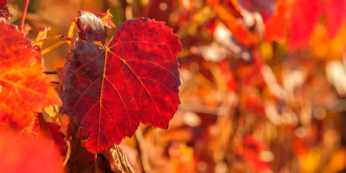 Red leaf of a vine in autumn in back lit