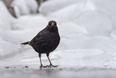 Close-up of bird perching on a land