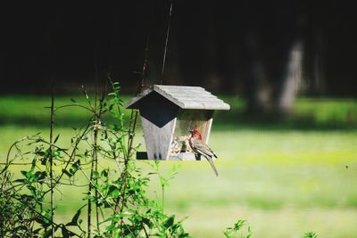 Bird flying in a row