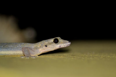 Close-up of a lizard