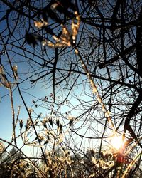 Low angle view of tree against sky