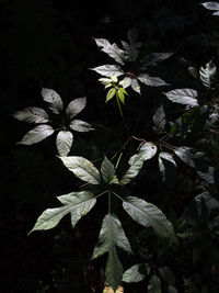 High angle view of white flowering plant