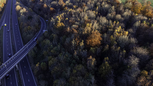 High angle view of plants on road