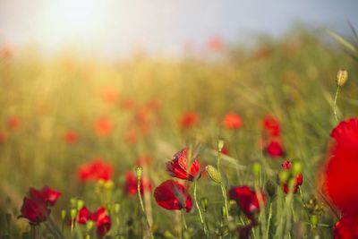 Poppies in an open field with warm sunlight. selective focus and motion blur.