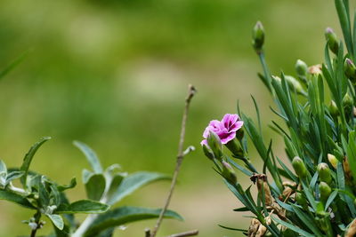 Close-up of pink flowering plant