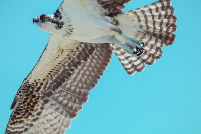 Low angle view of bird flying against clear blue sky