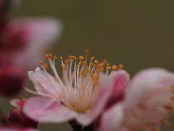 Close-up of pink flower