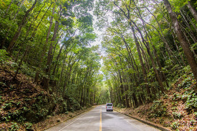 Road amidst trees in forest