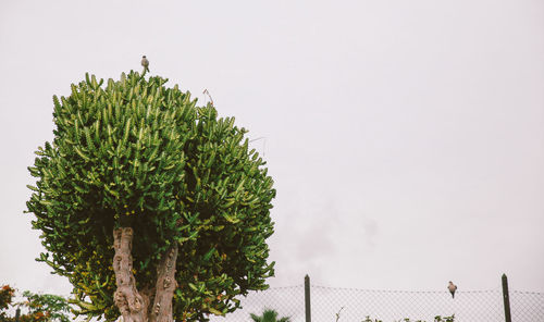 Low angle view of trees