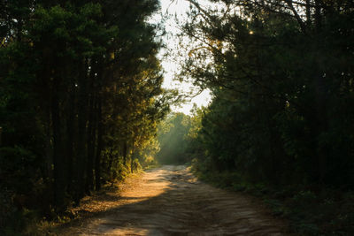 Dirt road amidst trees in forest