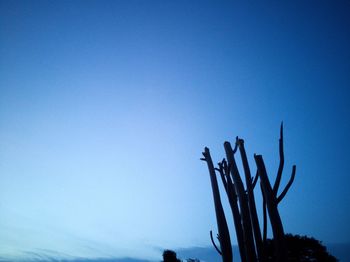 Low angle view of cactus against clear blue sky