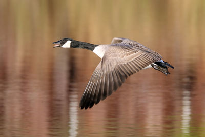 Bird flying over a lake