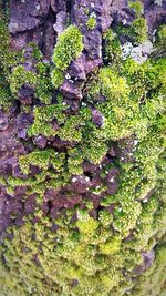 Plants growing on rocks