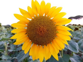 Close-up of sunflower blooming outdoors