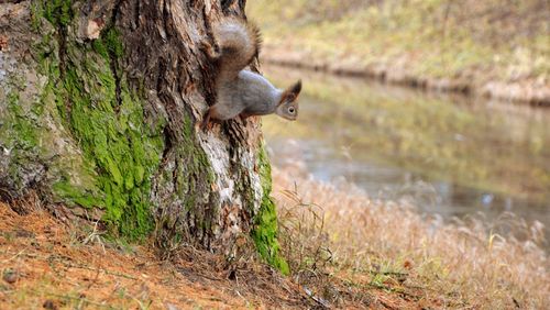 Squirrel on tree at field