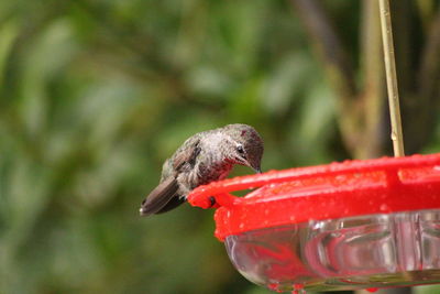 Close-up of hummingbird perching on a feeder