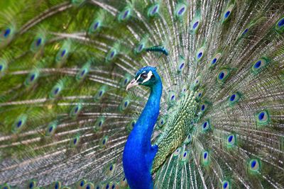 Close-up of peacock