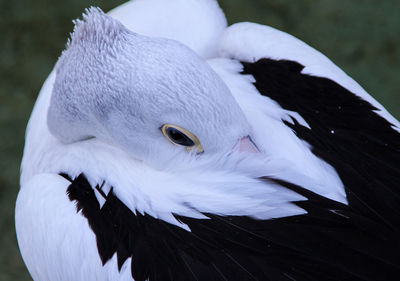 Close-up of bird