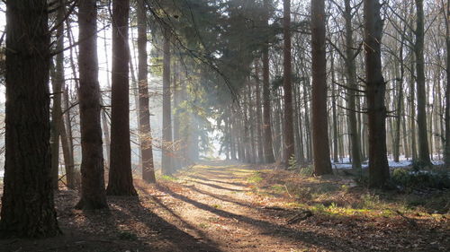 Trees in forest during autumn