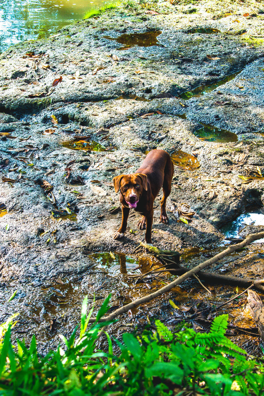 DOG STANDING ON ROCK IN SUNLIGHT