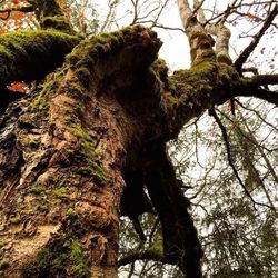 Low angle view of tree