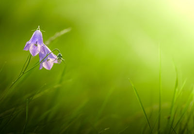 Beautiful bluebell flowers with soft focus sunlit grassy background