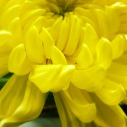 Macro shot of yellow flower