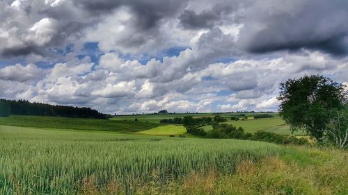 Scenic view of agricultural field against sky