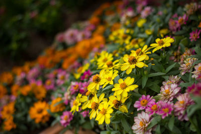 Close-up of yellow flowers blooming outdoors