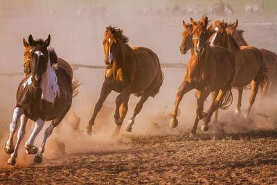 Horses running in field