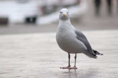 Seagull perching on a sea