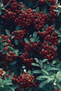 Close-up of fruits growing on tree