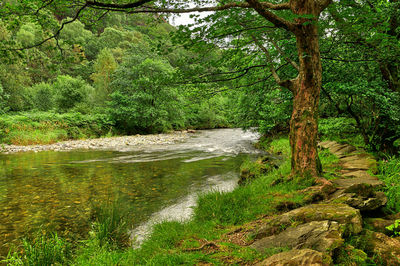 Scenic view of waterfall in forest