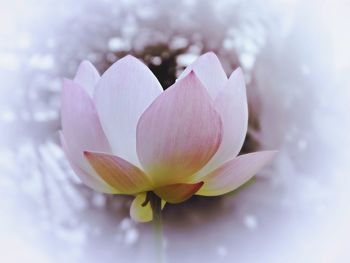 Close-up of flower blooming