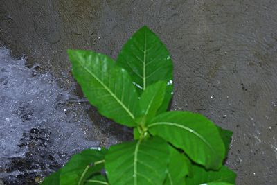 High angle view of wet plant leaves on rainy season