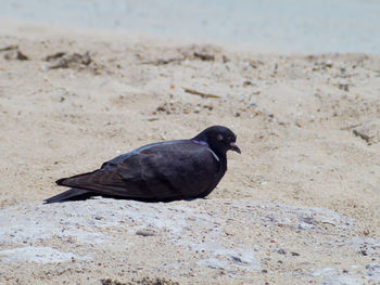 High angle view of bird on sand