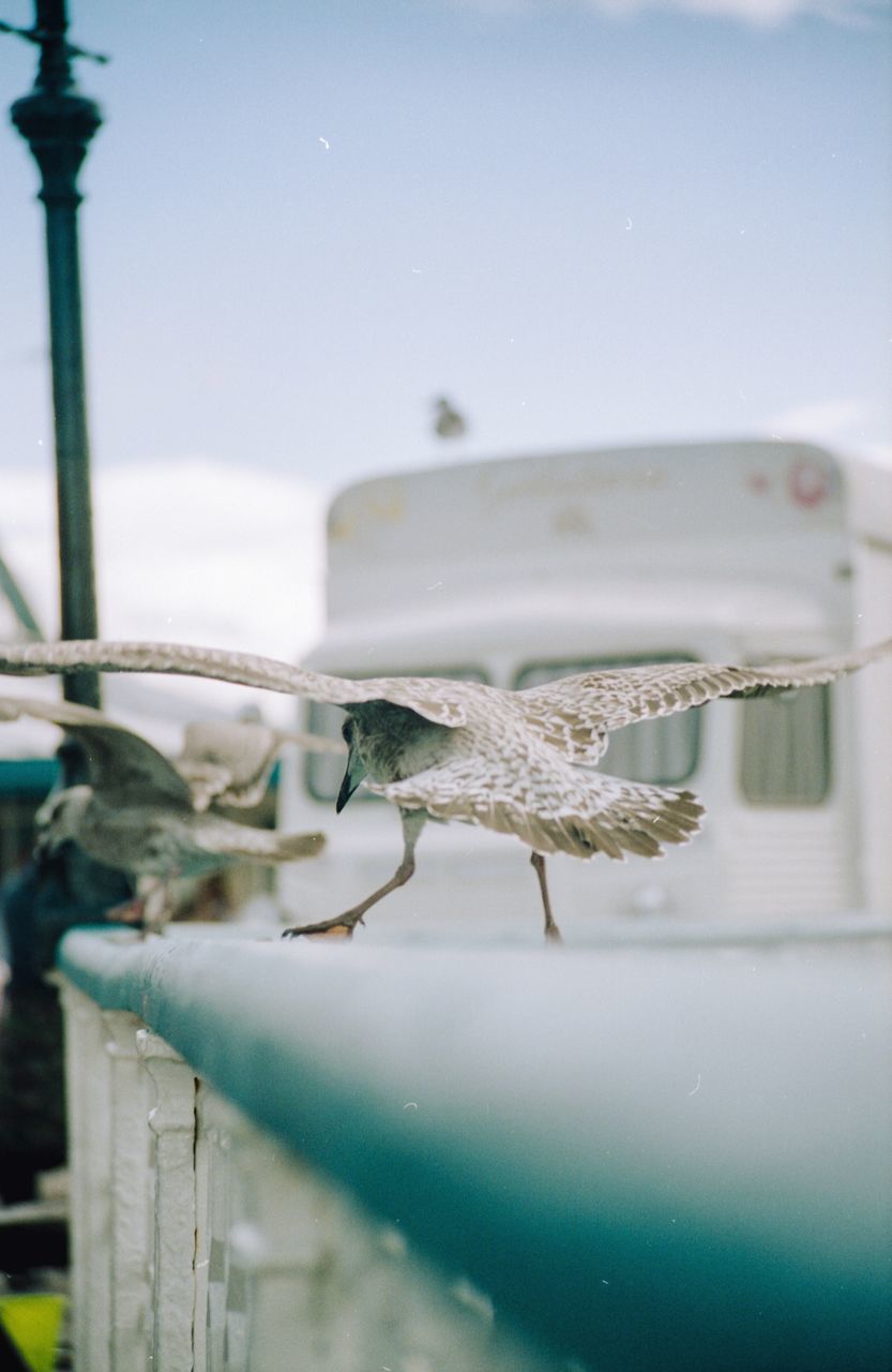 animal themes, animal, water, close-up, one animal, animals in the wild, no people, animal wildlife, nature, glass - material, sea, day, transparent, focus on foreground, vertebrate, outdoors, selective focus, animals in captivity, container, glass, marine