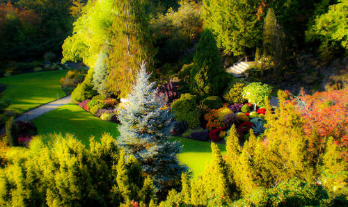 View of colorful flowers in garden