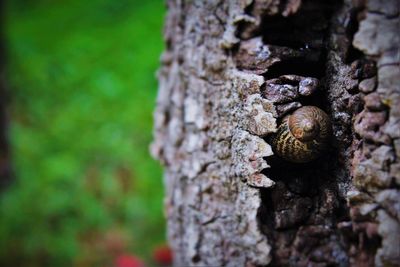 Animal shell in tree trunk