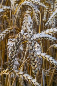 Close-up of wheat growing on field