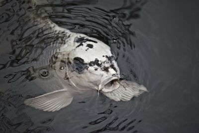 High angle view of turtle swimming in lake