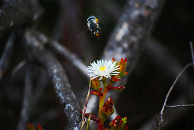 Close-up of a bee on a plant